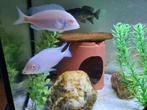 Albino Dolfijn Cichliden, Albino Cyrtocara Moorii Malawi, Dieren en Toebehoren, Vissen | Aquariumvissen, Vis, Zoetwatervis