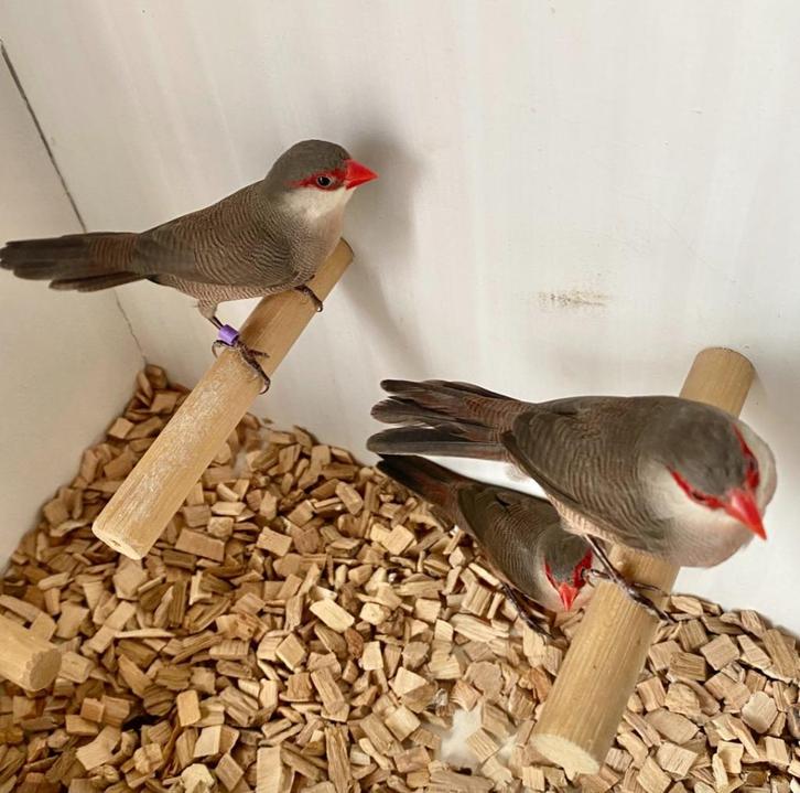 Sint helena fazantjes, Dieren en Toebehoren, Vogels | Overige Vogels, Vrouwelijk