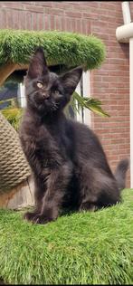Mainecoon kittens, Dieren en Toebehoren, Meerdere dieren, Gechipt