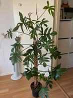 Grote philodendron pedatum, Groene kamerplant, Ophalen, Overige soorten, 100 tot 150 cm