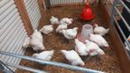 Slachtrijpe ross vleeskuikens te koop, Dieren en Toebehoren, Pluimvee, Mannelijk, Kip