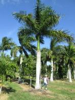 15 x Roystonea regia Florida (Florida Konings palm) zaad, Ophalen, Gehele jaar, Zaad