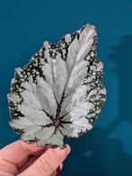 Begonia Fireworks, Fedor, Red Kiss, Asian Tundra, Huis en Inrichting, Kamerplanten, Ophalen of Verzenden, Halfschaduw, Minder dan 100 cm