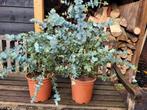 Eucalyptus, Tuin en Terras, Planten | Tuinplanten, Ophalen of Verzenden