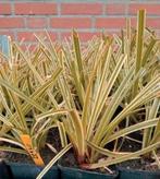 Carex morrowii ‘Ice Dance’ zegge, Ophalen, Vaste plant, Siergrassen, Halfschaduw