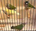 4 koppels gouldamadines, Dieren en Toebehoren, Vogels | Overige Vogels, Meerdere dieren, Tropenvogel