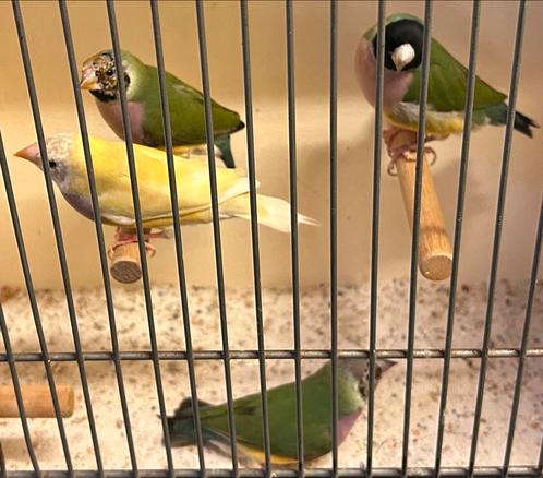 4 koppels gouldamadines, Dieren en Toebehoren, Vogels | Overige Vogels, Tropenvogel, Meerdere dieren