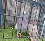 Prachtige valenciano koppel, Meerdere dieren, Kropper