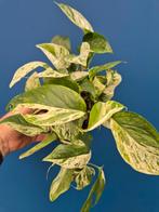 Epipremnum pinnatum Marble Variegata p12 (2)