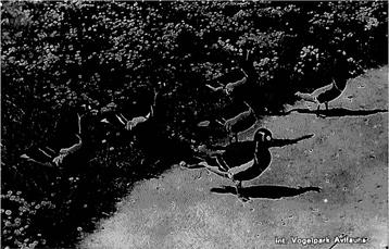 (388-380-033) Alphen aan den Rijn Avifauna beschikbaar voor biedingen