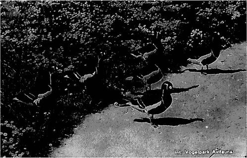 (388-380-033) Alphen aan den Rijn Avifauna, Verzamelen, Ansichtkaarten | Nederland, Zuid-Holland, Verzenden