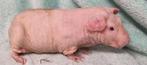 Baldwin lilac en lilac dalmaat, Dieren en Toebehoren, Mannelijk, Tam, Maart, Cavia