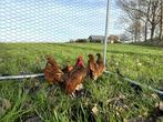 Sebright kippen gesekst, geringd en ingeënt Goudzwartgezoomd, Vrouwelijk, Kip