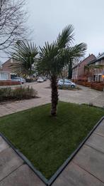 Grote Palmboom - Zelf uitgraven!, Tuin en Terras, Planten | Bomen, Bloeit niet, 250 tot 400 cm, Palmboom, Ophalen