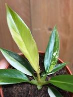 Philodendron caramel marble variegata plant albo white wit, Huis en Inrichting, Kamerplanten, Ophalen of Verzenden, Overige soorten