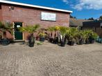 LAATSTE mooie palmen in luxe pot diverse maten, 100 tot 250 cm, Zomer, Palmboom, Ophalen