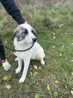 SOCIALE KNUFFELBEER DANTE HOUD VAN MENSEN,HONDEN EN WANDELEN, Dieren en Toebehoren, Honden | Niet-rashonden, Particulier, 15 weken tot 1 jaar