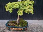 tuinbonsai Ginko  uniek soort check blaadje!, Overige soorten, Minder dan 100 cm, Zomer, Ophalen