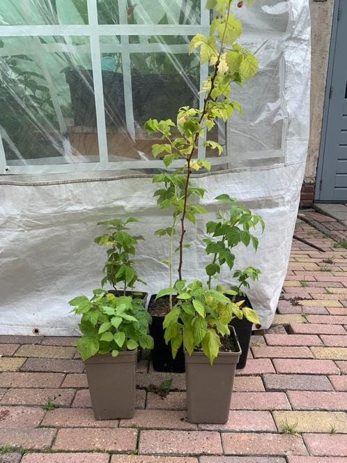 Te koop Frambozen geel en rood, Tuin en Terras, Planten | Tuinplanten, Ophalen