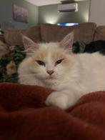Syberische kater met stamboom, Kater, Met stamboom, 0 tot 2 jaar