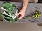 Monstera Deliciosa Albo Variegata stekken kamerplant, Ophalen of Verzenden, Halfschaduw, Minder dan 100 cm