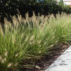 Pennisetum, Lampenpoetsersgras, Tuin en Terras, Ophalen, Siergrassen, Volle zon