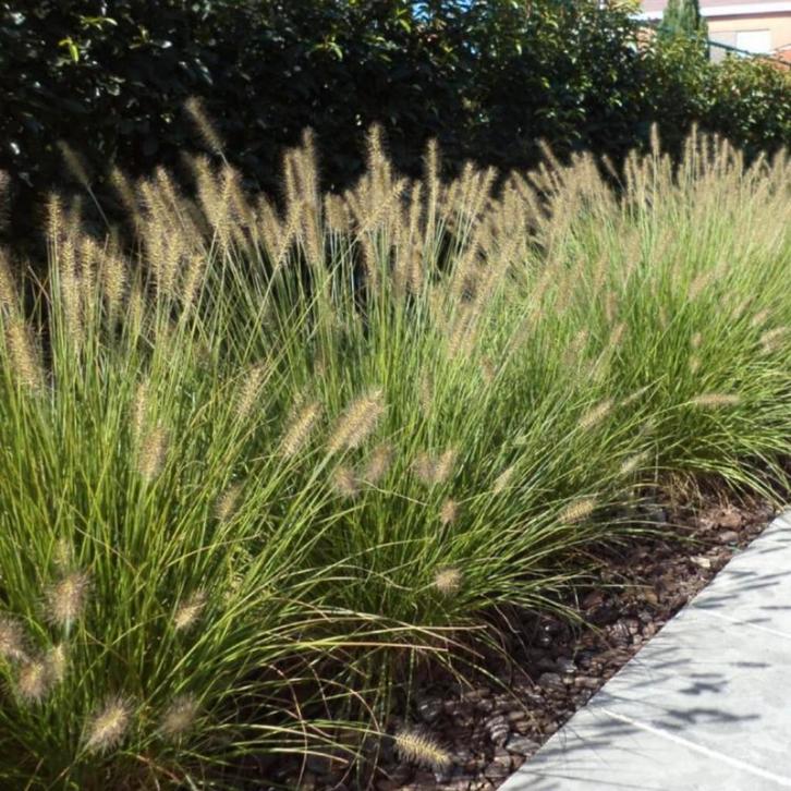 Pennisetum, Lampenpoetsersgras, Tuin en Terras, Planten | Tuinplanten, Siergrassen, Volle zon, Ophalen