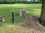 Texelaar ram, Dieren en Toebehoren, Mannelijk, Schaap