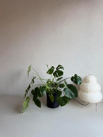 Monstera Deliciosa plant plantje inclusief zwarte sierpot  beschikbaar voor biedingen
