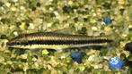 crossocheilus oblongus € 4,95, Vis