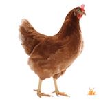 Leghennen / legkippen / kippen, Dieren en Toebehoren, Pluimvee, Vrouwelijk, Kip