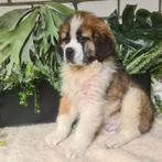 sint bernard pups, Parvo, Meerdere, Meerdere dieren, Nederland