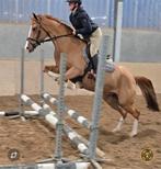Te koop allrounder E pony ruin met stamboom, Dieren en Toebehoren, Pony's, E pony (1.48m - 1.57m), Met stamboom, B, Ruin
