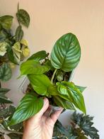 Philodendron ernestii, plantjes uit wetstick, Huis en Inrichting, Kamerplanten, Ophalen of Verzenden, Halfschaduw, Minder dan 100 cm