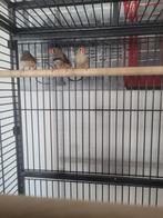 3 zebravinken met voer en bodembedekking, Meerdere dieren