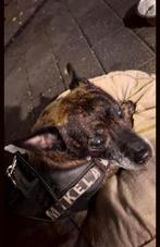 Pitbull Stafford, Dieren en Toebehoren, 6 jaar of ouder, Teef, Eén hond, Nederland