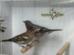 Europese vink - Fringilla coelebs, Dieren en Toebehoren, Vogels | Overige Vogels, Meerdere dieren, Wildzangvogel, Geringd