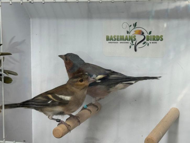 Europese vink - Fringilla coelebs, Dieren en Toebehoren, Vogels | Overige Vogels, Wildzangvogel, Meerdere dieren, Geringd
