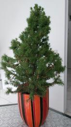 Prachtige dwergspar, c.a. 70 cm met mooie pot, Tuin en Terras, Planten | Bomen, Ophalen, Volle zon, Overige soorten, Minder dan 100 cm