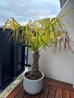 Palmboom met pot, 100 tot 250 cm, Zomer, Palmboom, Ophalen