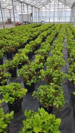 Xxl potten tuinhortensia's in 30cm kuip roze, Tuin en Terras, Planten | Tuinplanten, Ophalen