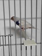 Gouldamadine man, Mannelijk, Tropenvogel, Geringd