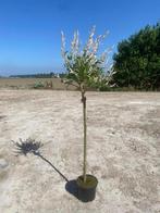 Salix boompjes, flamingo + mount aso op stam, Zomer, Overige soorten, Volle zon, Ophalen