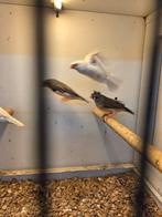 Zebravinken met kuif, Dieren en Toebehoren, Vogels | Overige Vogels, Meerdere dieren