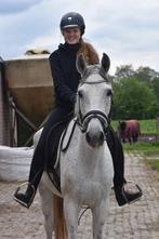 Stageplaatsen Paarden- Verzorging / Training / Verkoop, Diensten en Vakmensen, Dieren | Paarden | Verzorging, Oppas en Les, Ruiter of Bijrijder