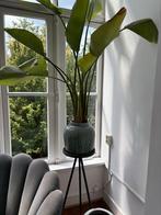 Mooie kamerplant met pot en steun, Ophalen, 100 tot 150 cm, Overige soorten, Halfschaduw