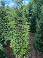 Taxus haagplanten mooie kwaliteit tot 250 cm hoog, Tuin en Terras, Ophalen, Laurier