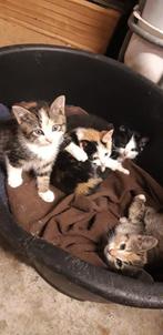 Lapjes Kittens, Meerdere dieren, 0 tot 2 jaar, Ontwormd