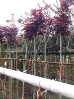 Acer Crimson Sentry ( Rode bolesdoorn ) 220 cm  in pot, Tuin en Terras, Planten | Bomen, In pot, Volle zon, Bloeit niet, Bolboom