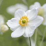 Anemone 'Honorine Jobert' - Herfstanemoonp, Ophalen of Verzenden, Zomer, Overige soorten, Halfschaduw